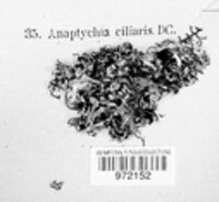 Anaptychia ciliaris image